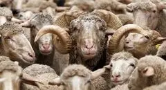 قیمت دام زنده امروز شنبه ۸ شهریور ۱۴۰۴ + جدول