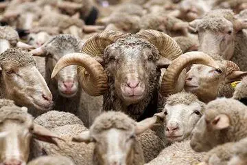 قیمت دام زنده امروز شنبه ۸ شهریور ۱۴۰۴ + جدول