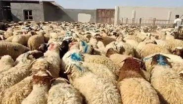 نرخ دام زنده برای عید قربان مشخص شد؛ جزئیات قیمت‌گذاری