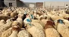 نرخ دام زنده برای عید قربان مشخص شد؛ جزئیات قیمت‌گذاری