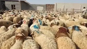 نرخ دام زنده برای عید قربان مشخص شد؛ جزئیات قیمت‌گذاری