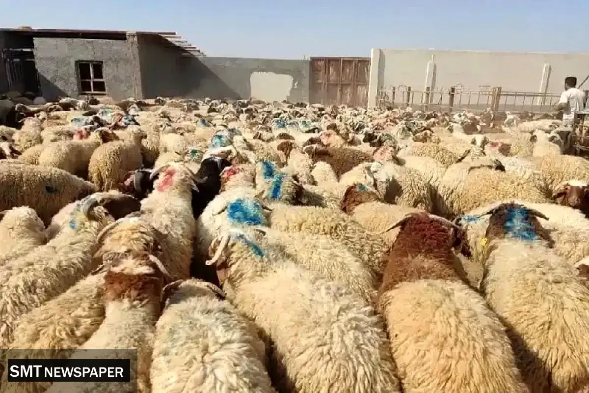 نرخ دام زنده برای عید قربان مشخص شد؛ جزئیات قیمتگذاری