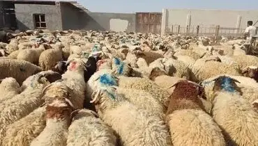 نرخ دام زنده برای عید قربان مشخص شد؛ جزئیات قیمت‌گذاری