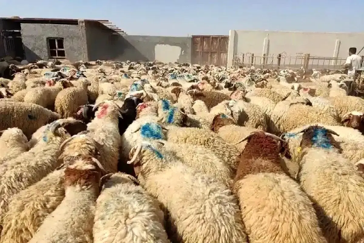 نرخ دام زنده برای عید قربان مشخص شد؛ جزئیات قیمت‌گذاری