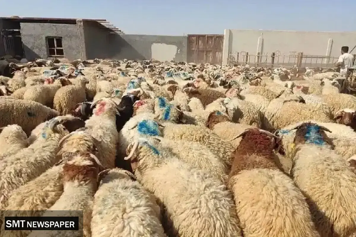 نرخ دام زنده برای عید قربان مشخص شد؛ جزئیات قیمت‌گذاری