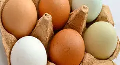 لیست قیمت تخم‌مرغ بسته‌بندی؛ سه شنبه ۴ شهریور ۱۴۰۴