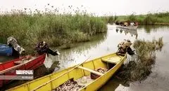 تصفیه‌خانه‌های طبیعی در حال مرگ