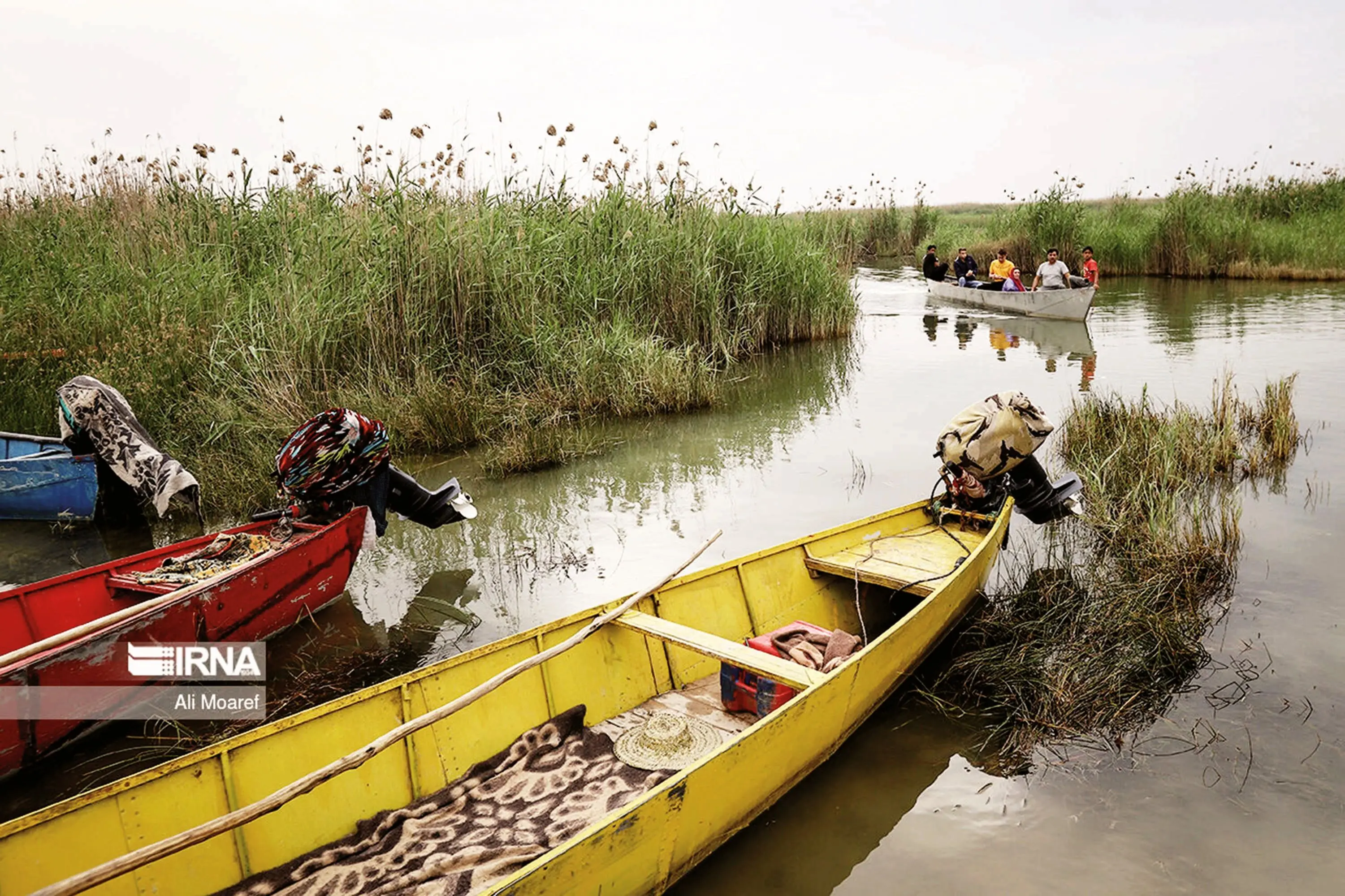 تصفیه‌خانه‌های طبیعی در حال مرگ