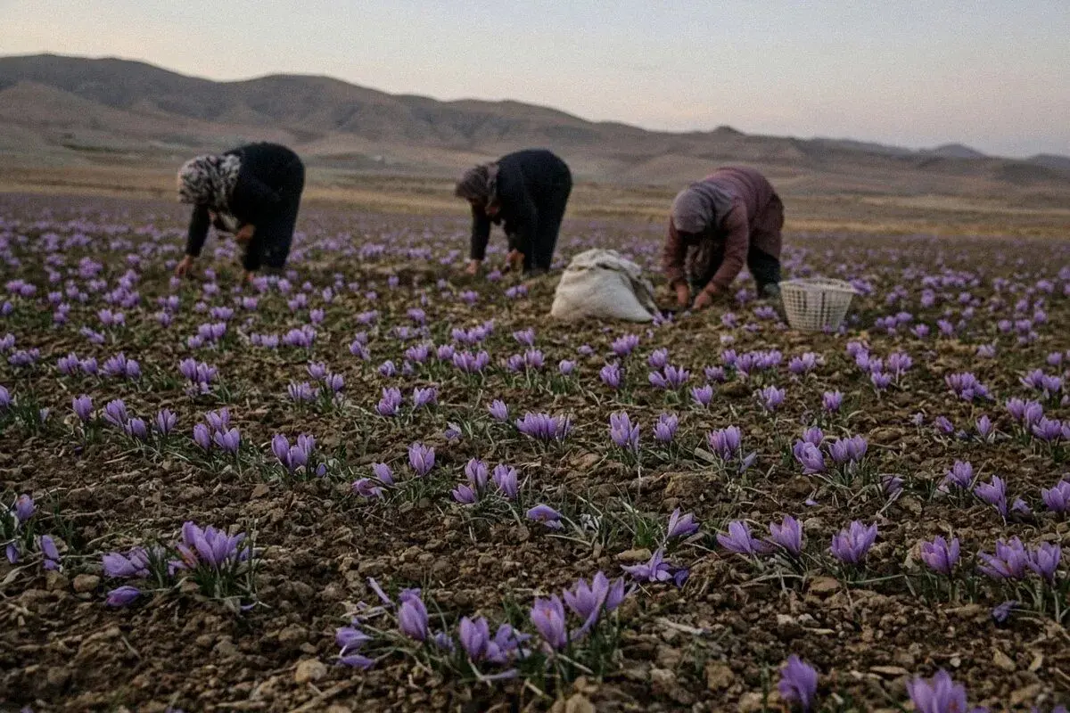 زعفران در آستانه پیک برداشت آبان ۱۴۰۵؛ خریدار عمده چه چیزی را باید بسنجد؟