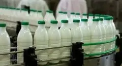 لبنیات 50 درصد گران می‌شود!