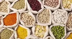 گرانی شدید قیمت حبوبات 