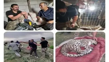 تلف شدن پلنگ ماده ایرانی در البرز؛ ضایعه‌ای برای محیط زیست