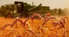 دولت با قیمت بیشتری گندم کشاورزان را می خرد 