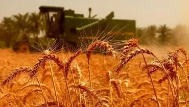 دولت با قیمت بیشتری گندم کشاورزان را می خرد 