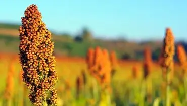 راهکار، کشت گیاهان مقاوم است