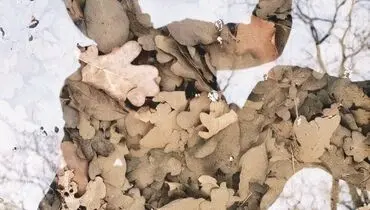 بر بال خیال
