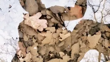 بر بال خیال