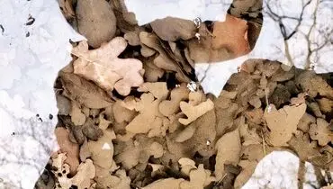 بر بال خیال