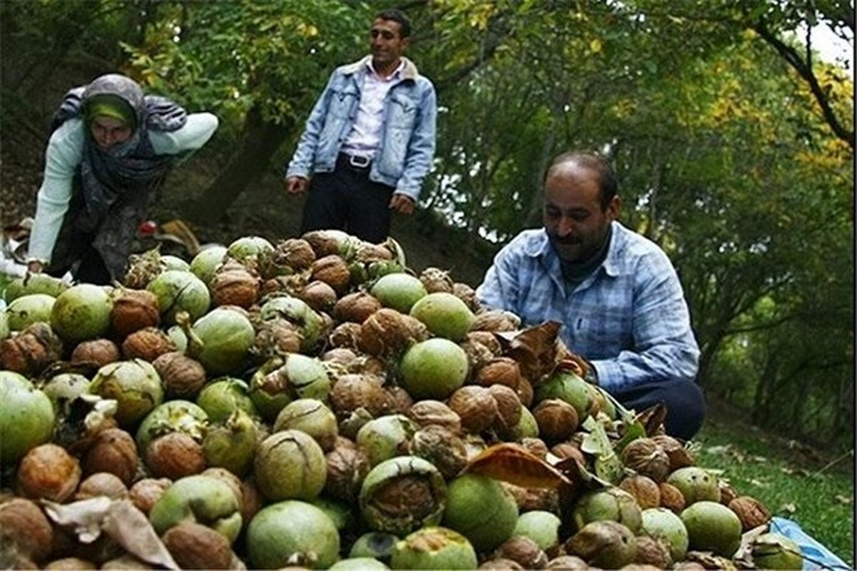 گردوکاران بازنده گردوهای وارداتی 