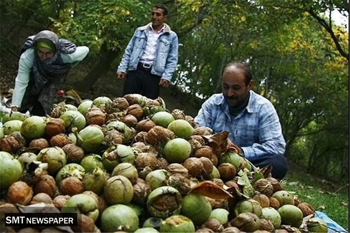 گردوکاران بازنده گردوهای وارداتی