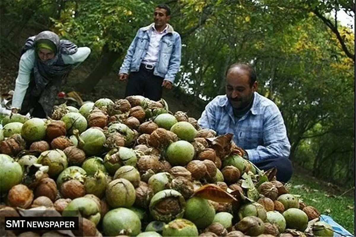 گردوکاران بازنده گردوهای وارداتی 