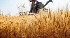 نرخ خرید تضمینی گندم از ۴۰ هزار تومان فراتر می‌رود