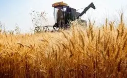 نرخ خرید تضمینی گندم از ۴۰ هزار تومان فراتر می‌رود