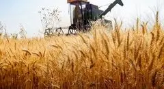 نرخ خرید تضمینی گندم از ۴۰ هزار تومان فراتر می‌رود