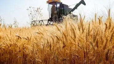 نرخ خرید تضمینی گندم از ۴۰ هزار تومان فراتر می‌رود