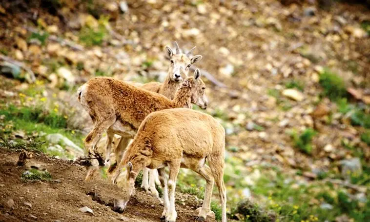 نبرد حیات وحش با عطش