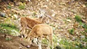 نبرد حیات وحش با عطش