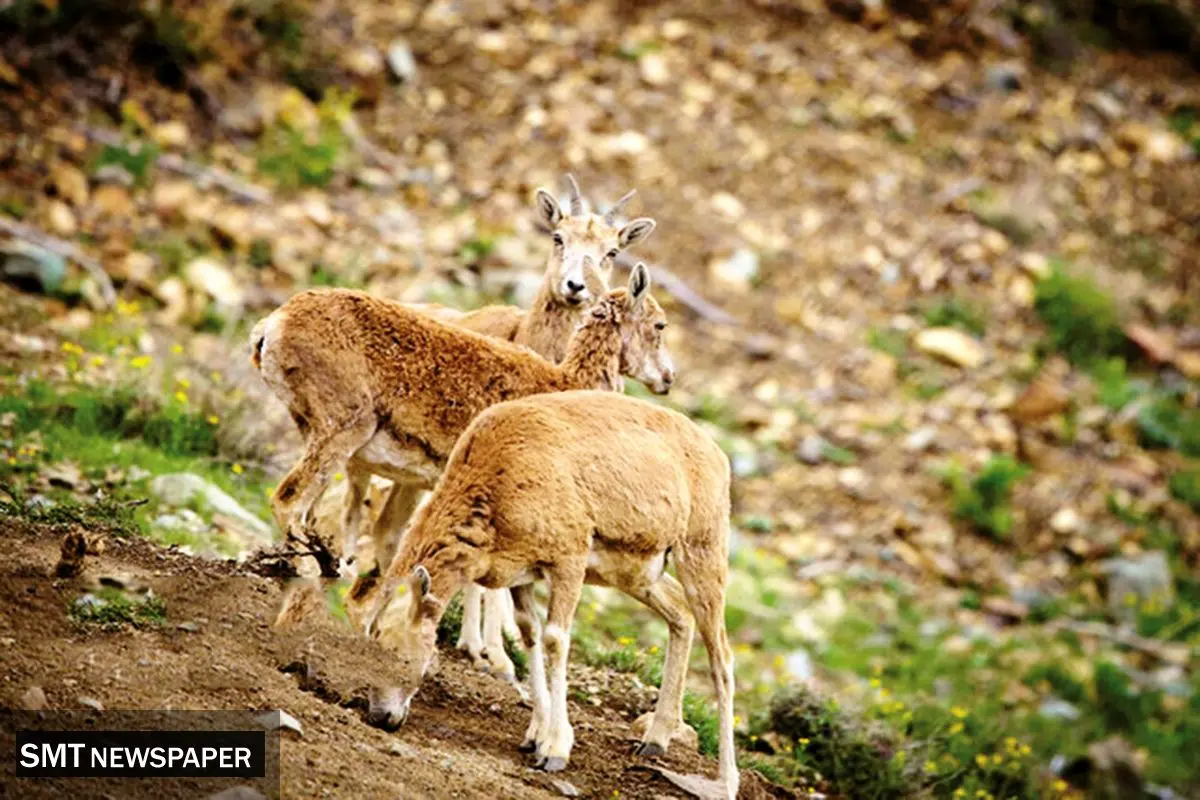 نبرد حیات وحش با عطش