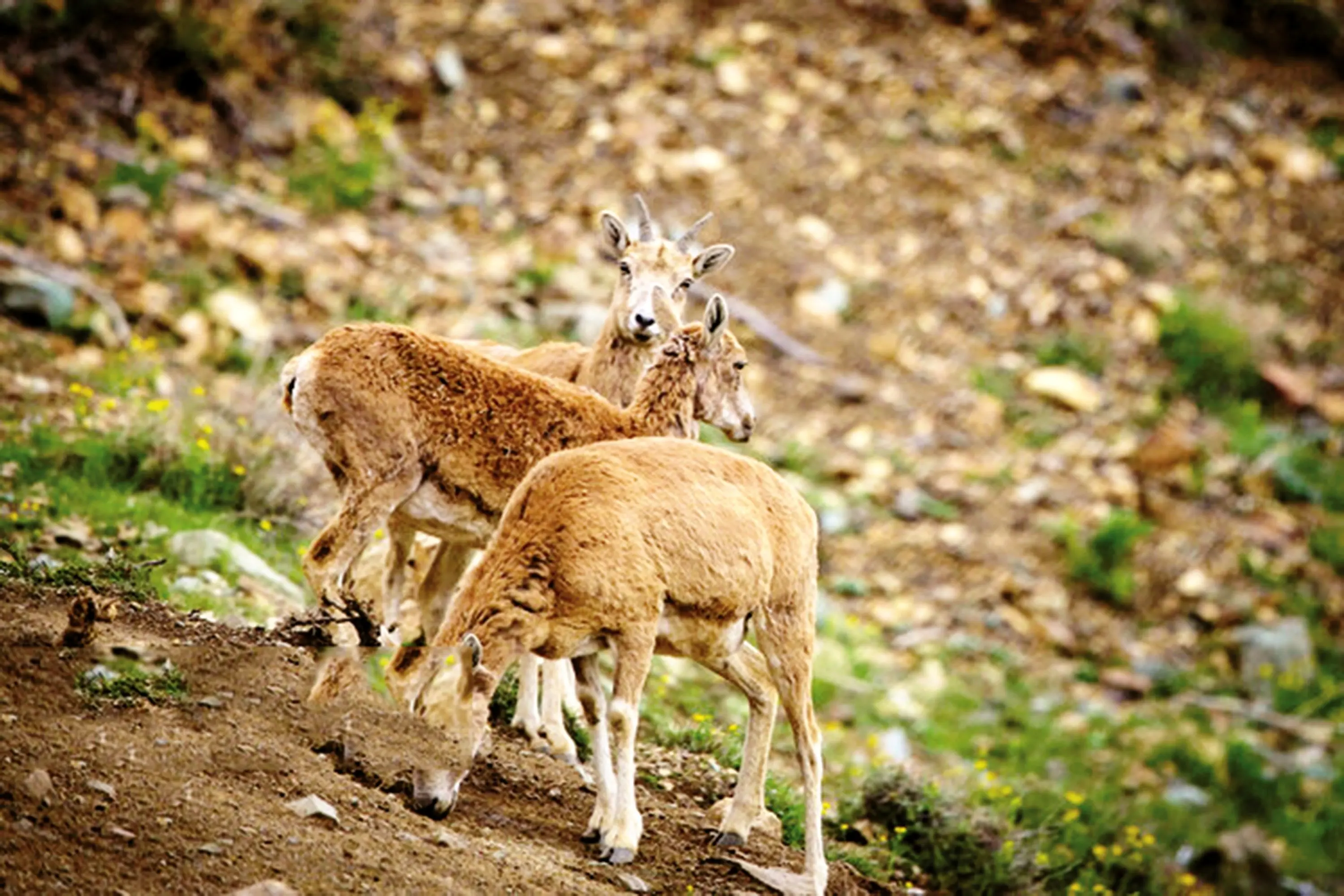 نبرد حیات وحش با عطش
