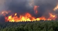 آتش‌سوزی گسترده در مسیر جنگلی جاده چالوس