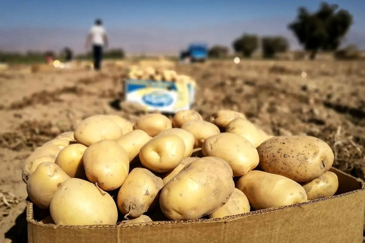محدودیت و ممنوعیت، سیبزمینی را گران کرد