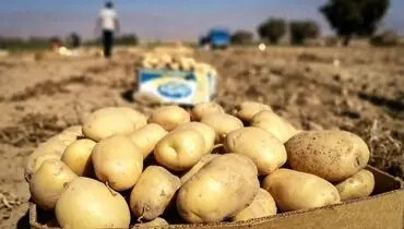 محدودیت و ممنوعیت، سیب‌زمینی را گران کرد