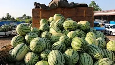 واردات ۴۵ محصول کشاورزی به عراق ممنوع شد