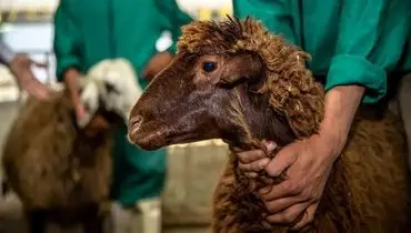 قیمت دام زنده امروز سه شنبه ۹ دی ۱۴۰۴ + جدول