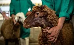 قیمت دام زنده امروز سه شنبه ۹ دی ۱۴۰۴ + جدول