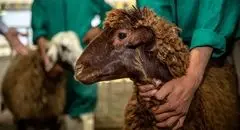 قیمت دام زنده امروز سه شنبه ۹ دی ۱۴۰۴ + جدول