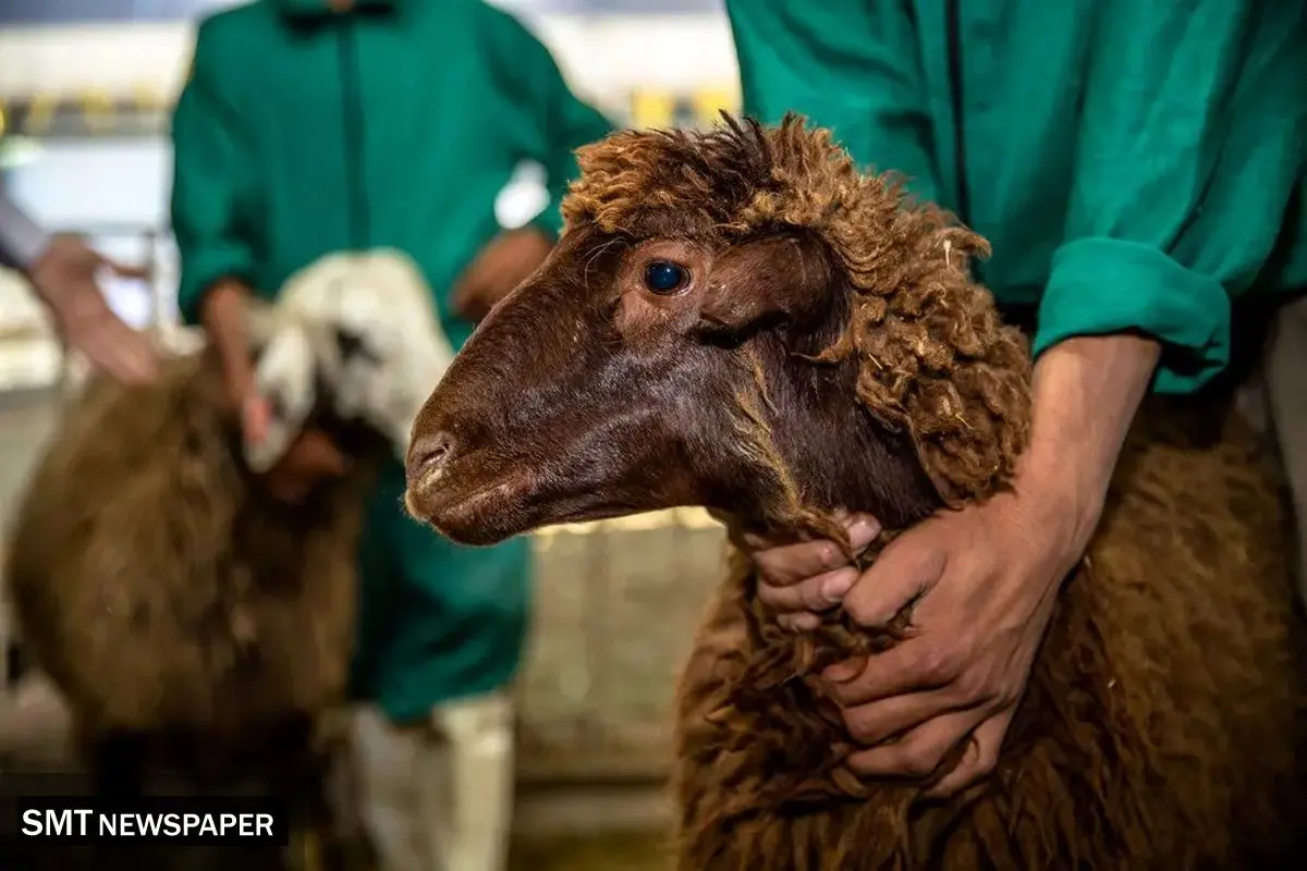 قیمت دام زنده امروز سه شنبه ۹ دی ۱۴۰۴ + جدول