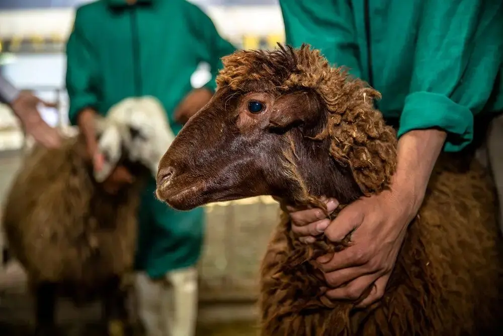 قیمت دام زنده امروز ۲۷ بهمن ۱۴۰۴ + جدول