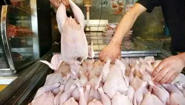 قیمت گوشت مرغ امروز شنبه ۲۶ مهر ۱۴۰۴ + جدول