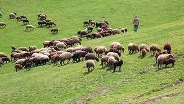 قیمت دام زنده اعلام شد | یکشنبه ۲۲ تیر ۱۴۰۴ + جدول
