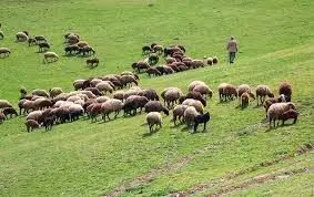 قیمت دام زنده اعلام شد | یکشنبه ۲۲ تیر ۱۴۰۴ + جدول