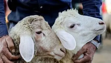 دام زنده گران‌تر شد؛ امروز چهارشنبه ۲۶ شهریور۱۴۰۴