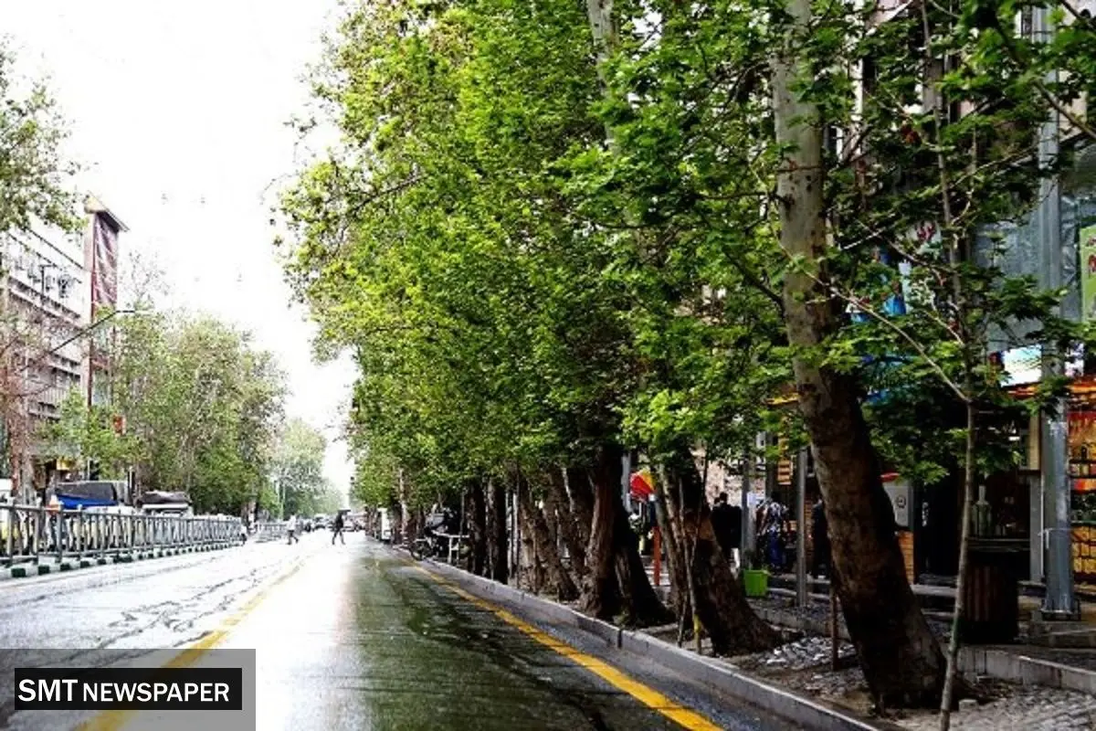 علت قطع چنارهای تهران چه بود ؟