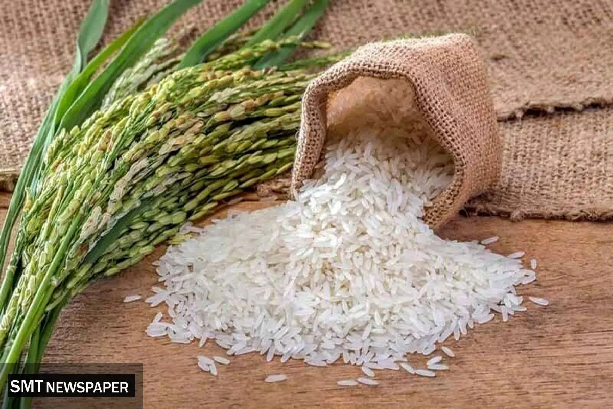 جهش قیمت برنج پاکستانی؛ عرضه محدود و واردات ممنوع