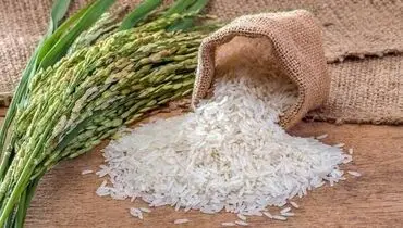 جهش قیمت برنج پاکستانی؛ عرضه محدود و واردات ممنوع
