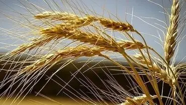 قیمت خرید تضمینی گندم مشخص شد+ جزئیات